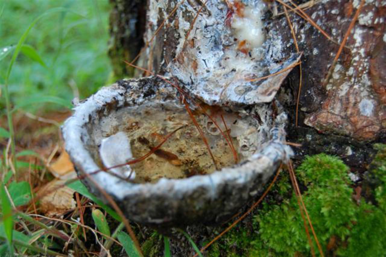 Giá cao su kỳ hạn tại TOCOM tăng 2%