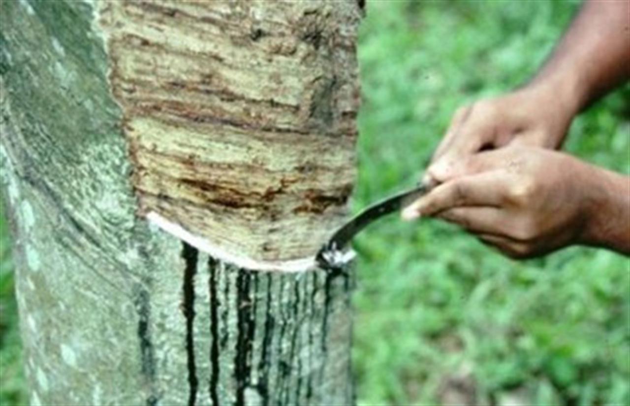 Giá cao su tăng mạnh phiên thứ hai liên tục