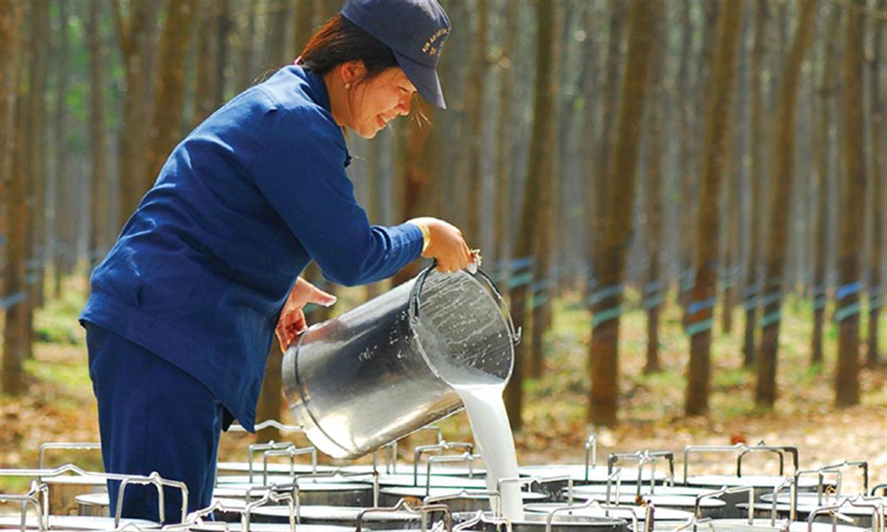 Doanh nghiệp cao su: Khó khăn vơi dần