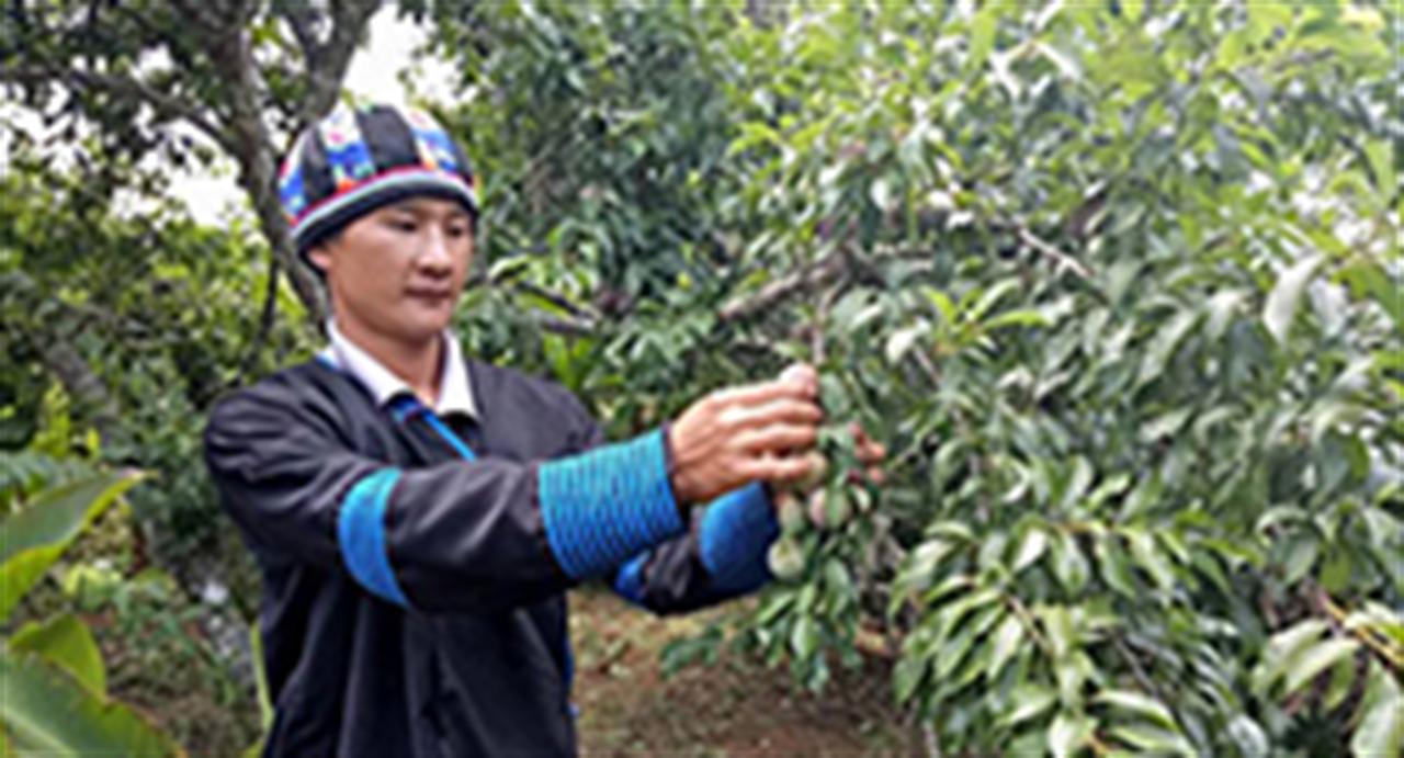 Nhiều nhà nông mê DAP Lào Cai