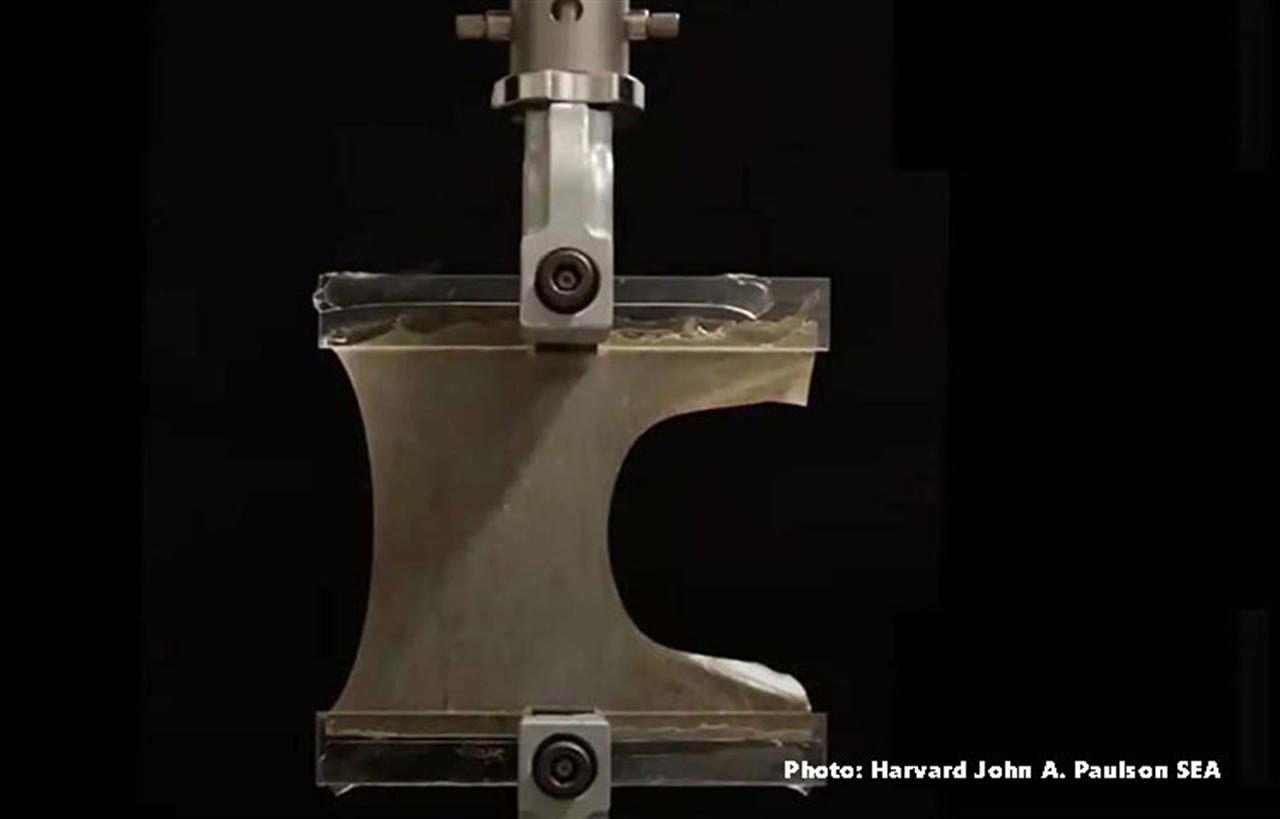 Harvard’s Crack-Proof Rubber Could Be a Game Changer For Motorcycles and More