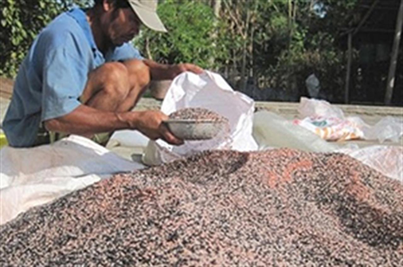 Nông dân “tiền mất, tật mang”, trắng tay vì phân bón giả