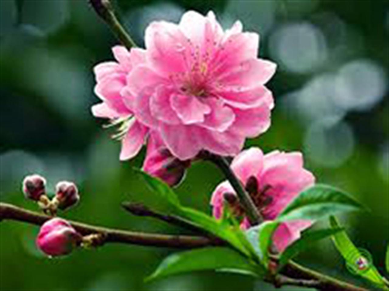 Thư chúc Tết của Lãnh đạo Tập đoàn