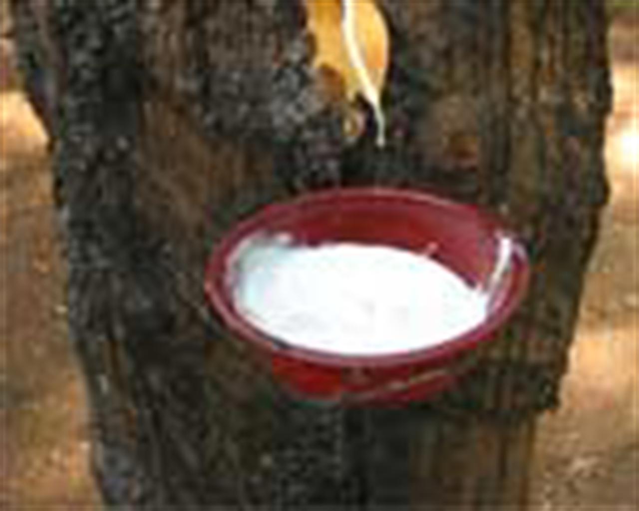 SME units in crisis over natural rubber supply