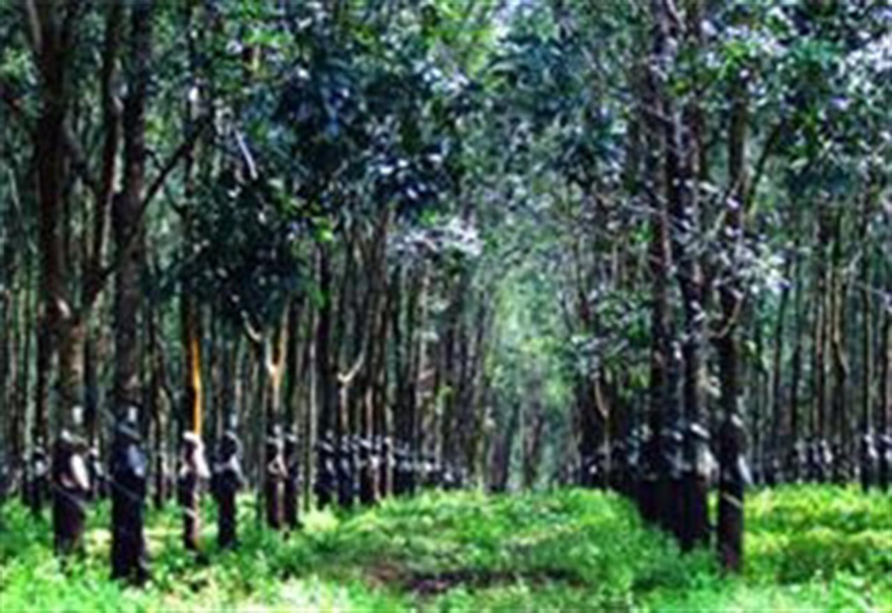Rubber Exports To Stretch to US$3 Billion
