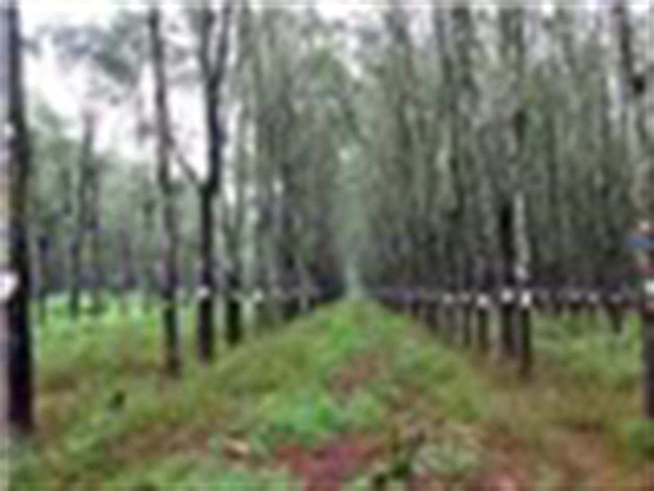 Giá cao su Tocom giảm 3% phiên đầu tuần