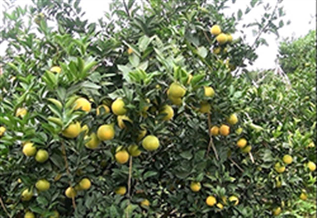 Bón DAP Đình Vũ cho cây cam sau thu hoạch