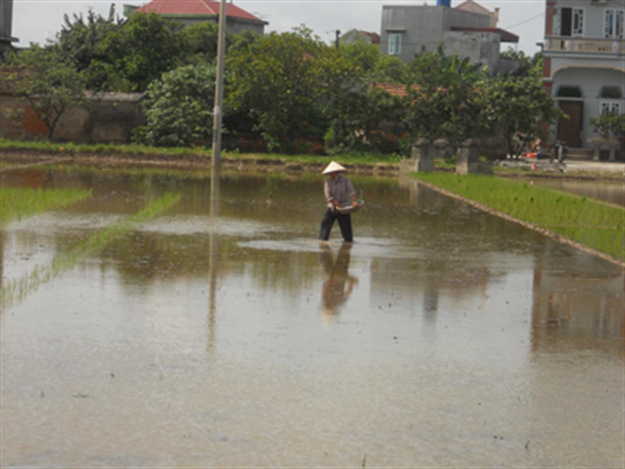 Phân bón tăng, người nông dân lo lắng