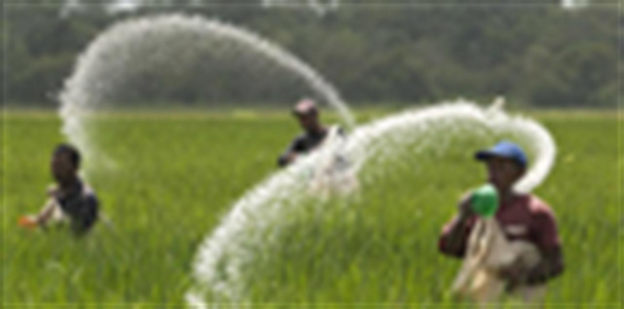 Phân bón urê tăng nhẹ trong tháng 2