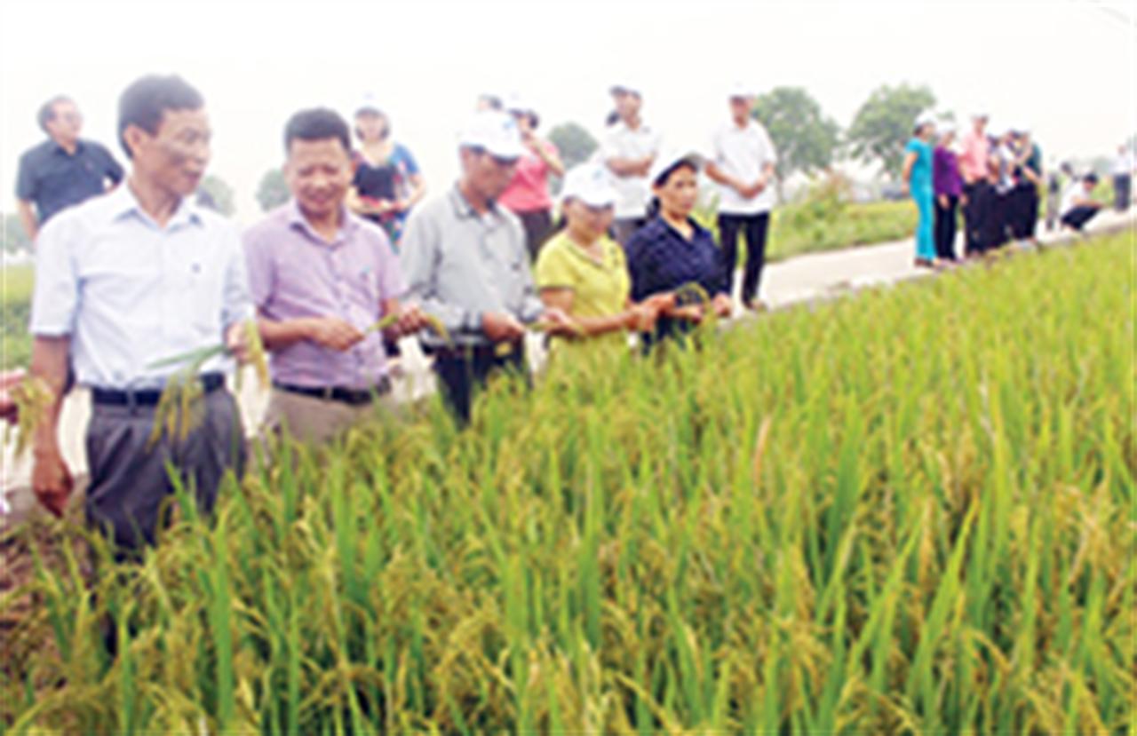 NPK Lâm Thao hàm lượng cao tăng lãi cho người trồng lúa
