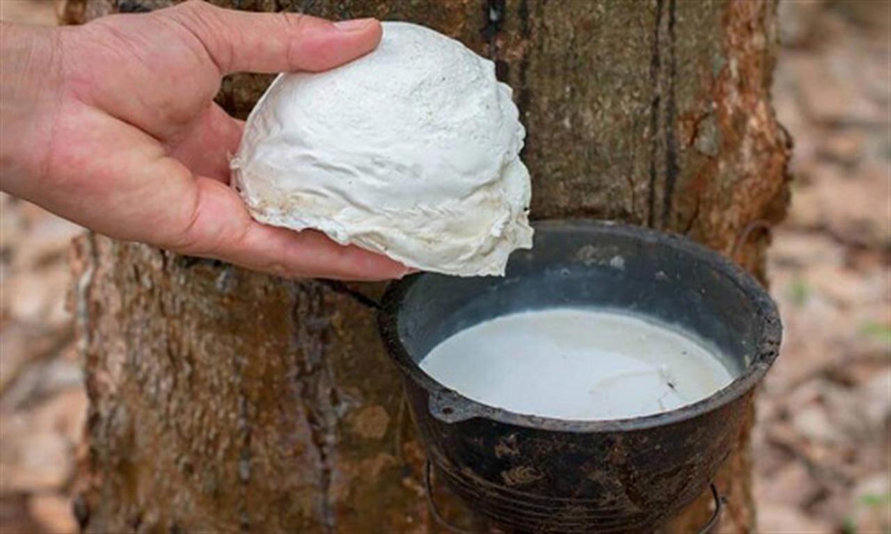 ANRPC foresees ‘better-than-expected’ recovery in rubber markets