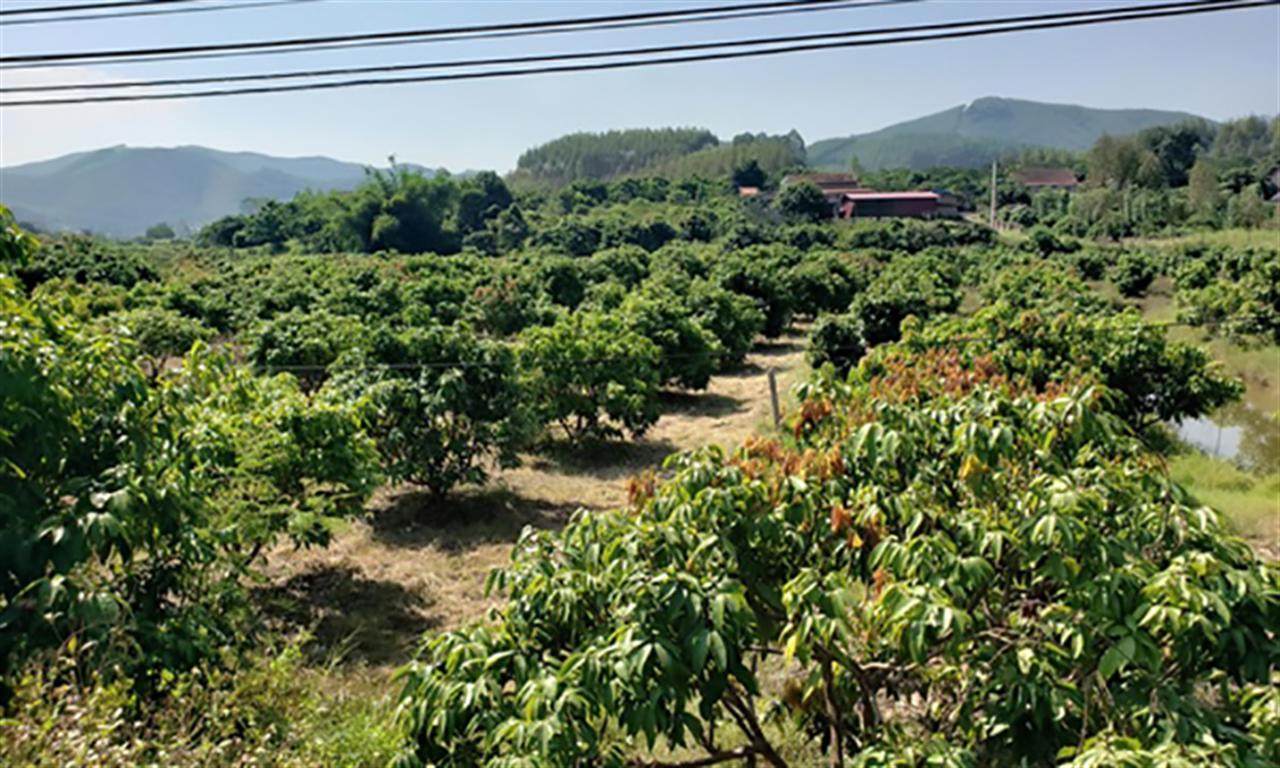 Supe lân vi sinh Lâm Thao giúp cây trồng tăng năng suất và kháng sâu bệnh hiệu quả