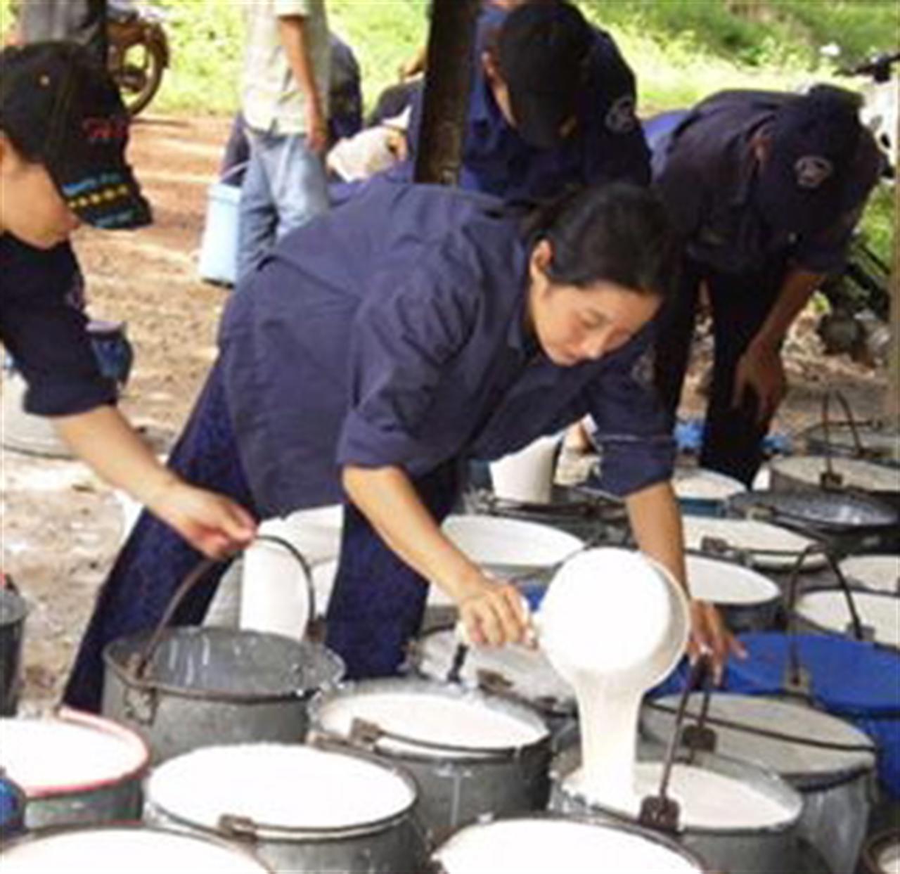 Giá cao su Thái Lan và Indonexia đạt kỷ lục cao