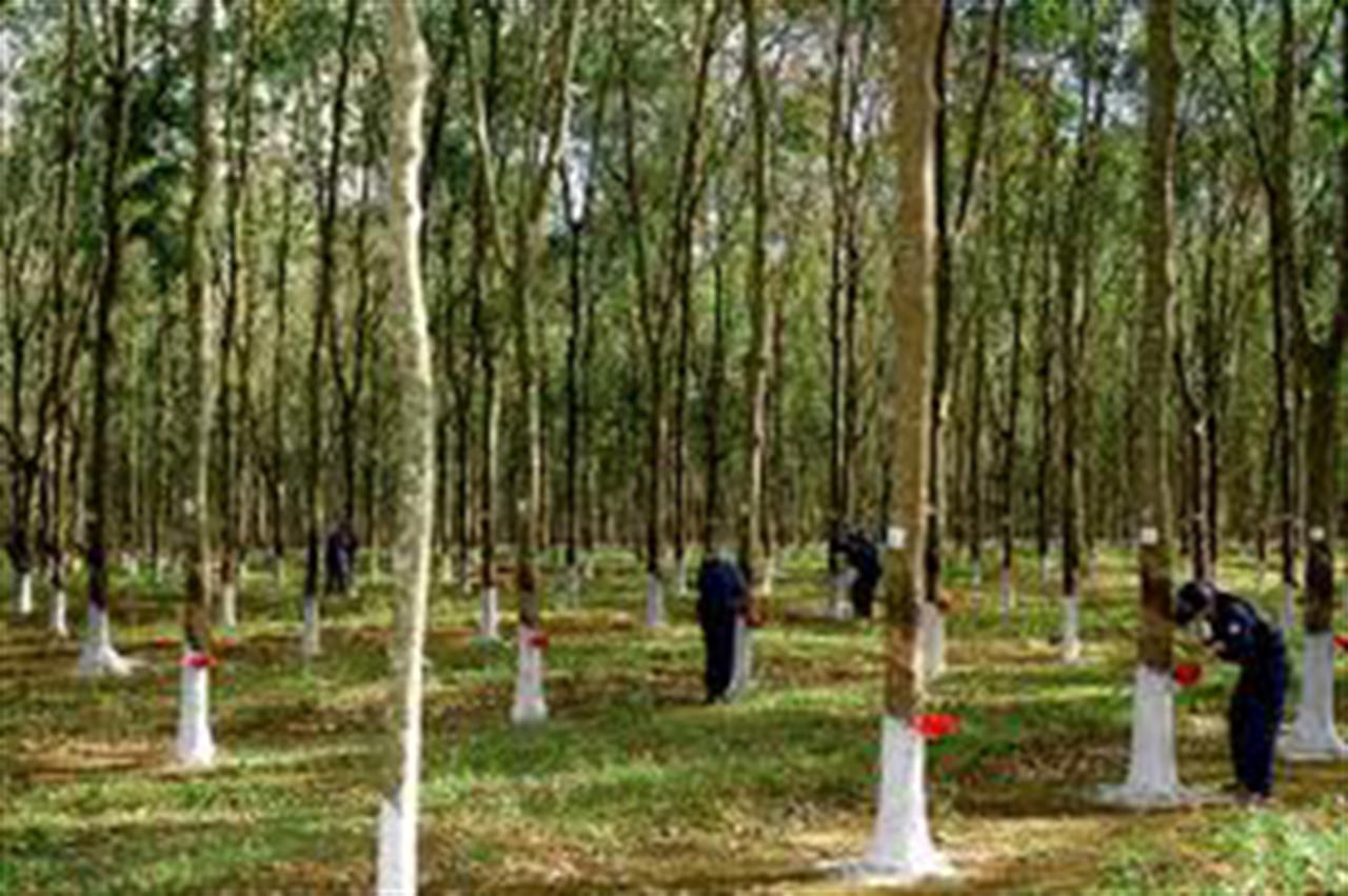 Giá cao su Tocom tăng do dự trữ giảm