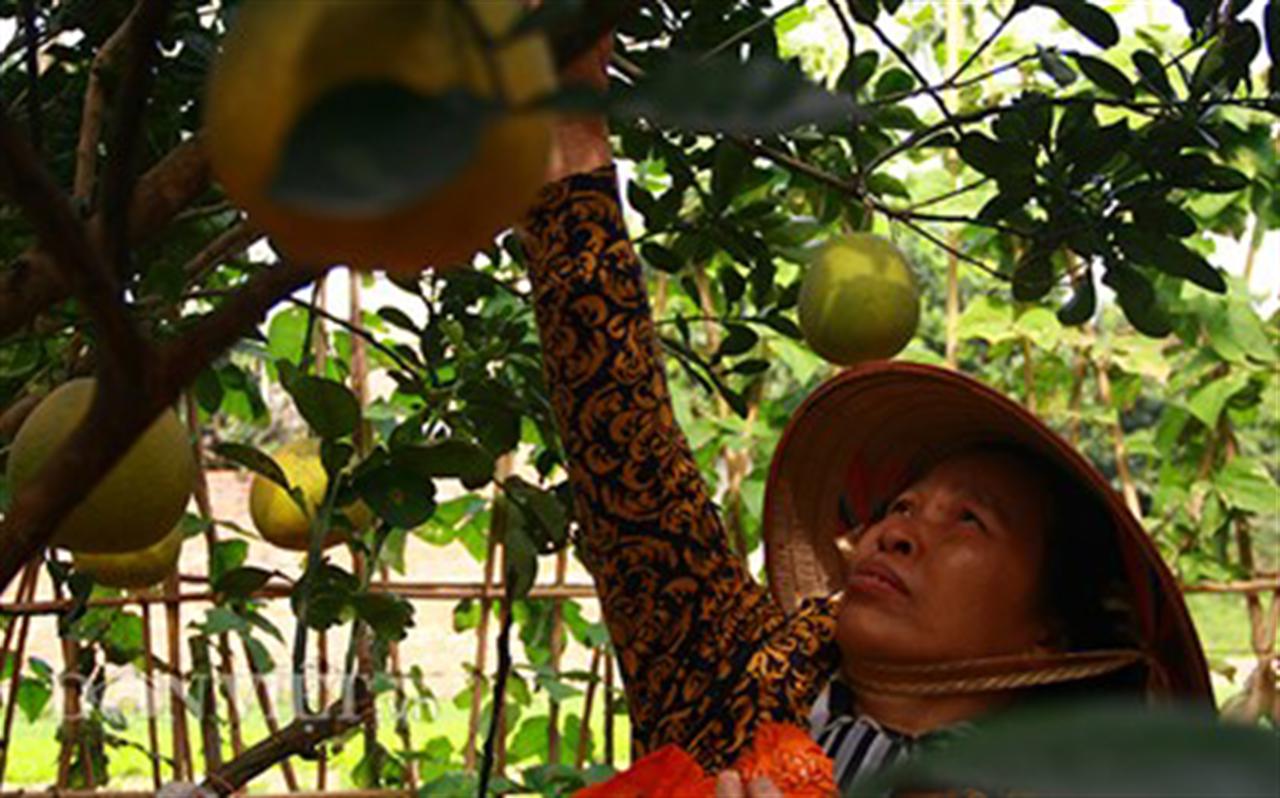 Bón phân NPK Văn Điển cho cây bưởi Diễn sau thu hoạch