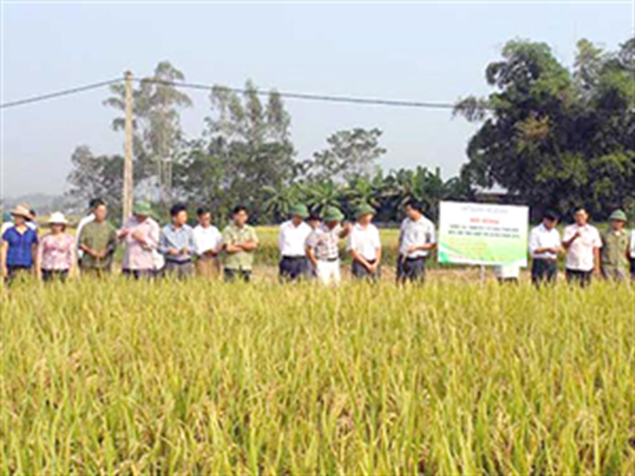 Bón phân Lâm Thao, lúa mùa đạt tới 2,2 tạ/sào