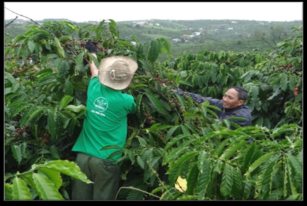Lân Ninh Bình cải thiện chất lượng cà phê Tây Nguyên