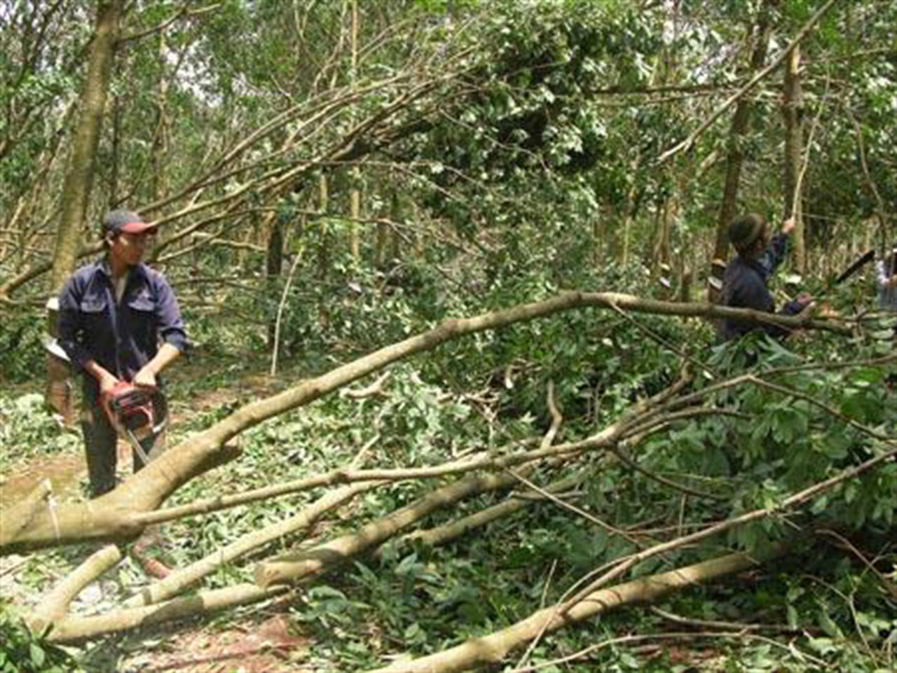 Giá cao su phục hồi mạnh mẽ