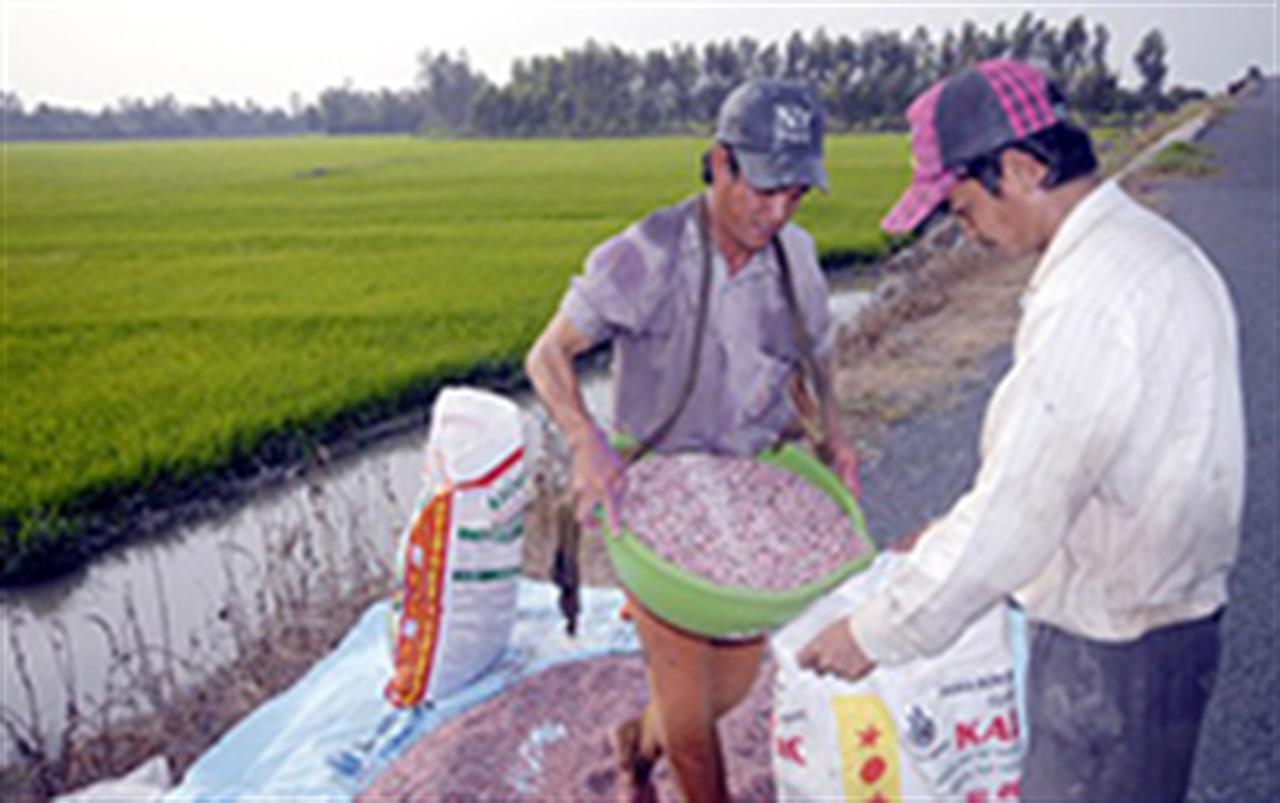 Phân bón giả gây thiệt hại kinh tế đối với người nông dân