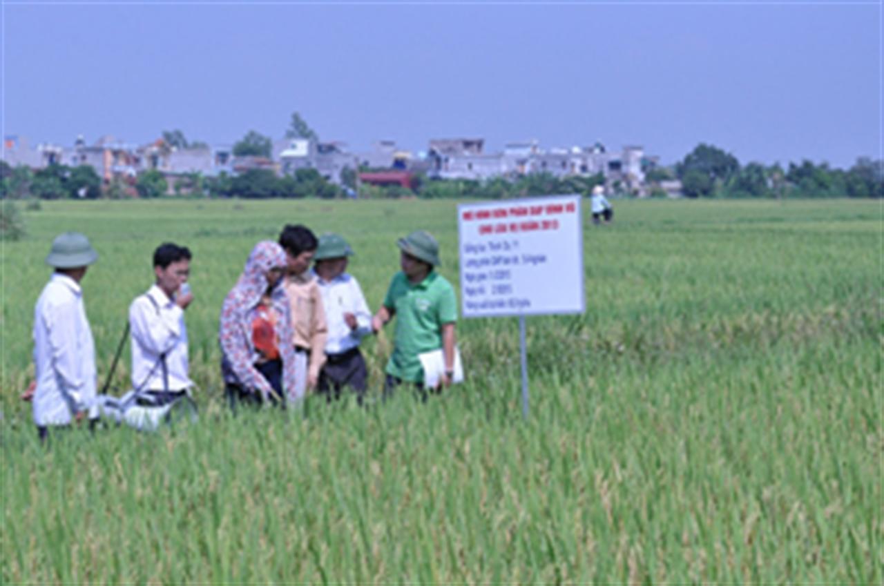 DAP Đình Vũ cho cây lúa