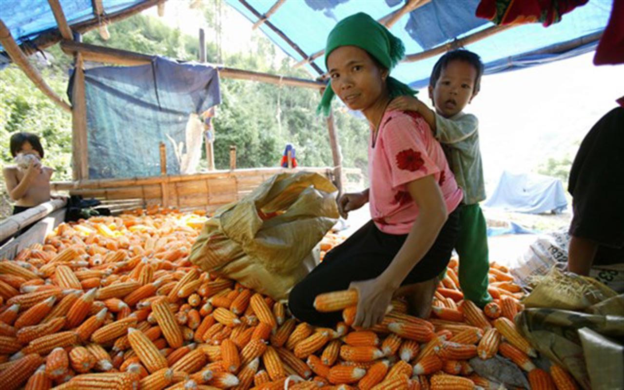 Phân bón Văn Điển giúp canh tác bền vững