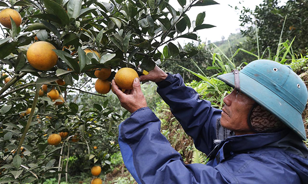 Phân bón Văn Điển - Giải pháp “phục sức” tuyệt vời cho cây có múi