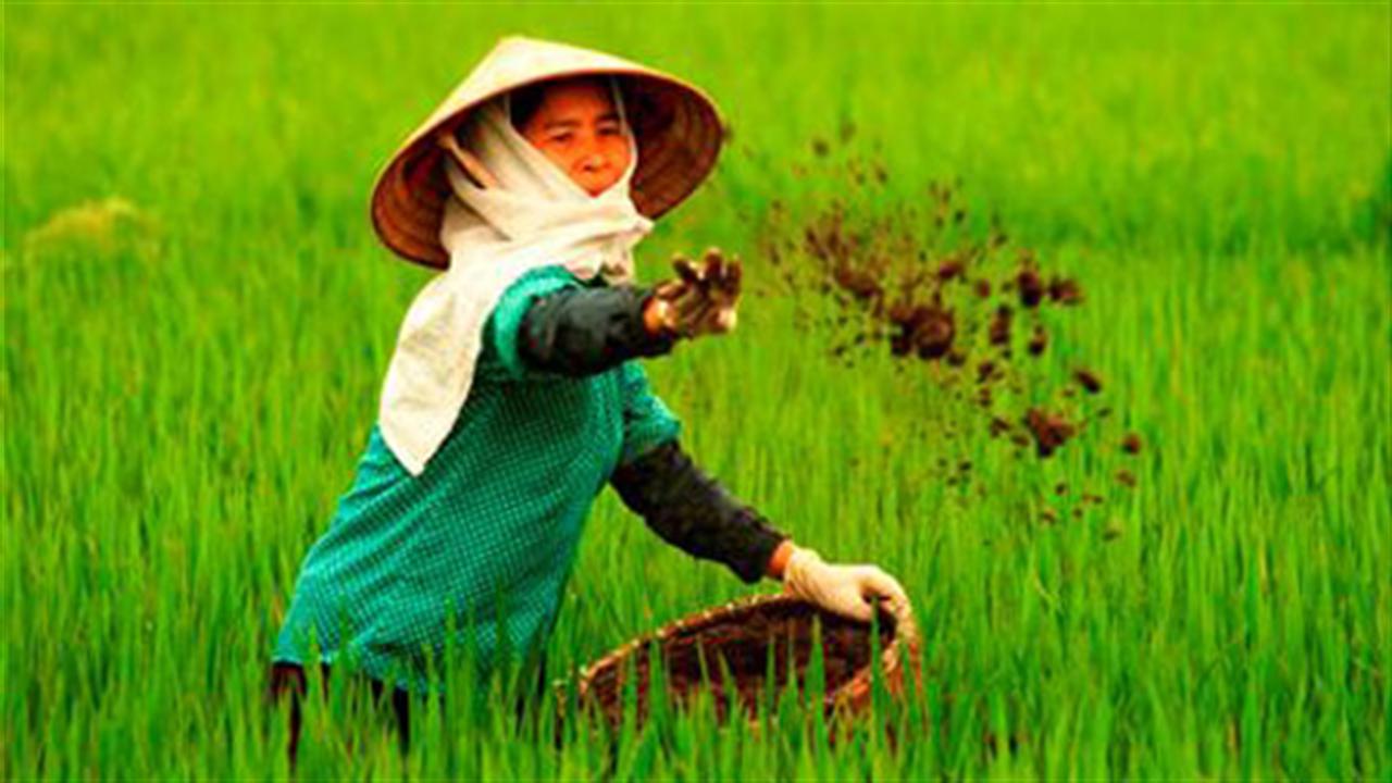 Thiếu chế tài mạnh ngăn chặn phân bón giả