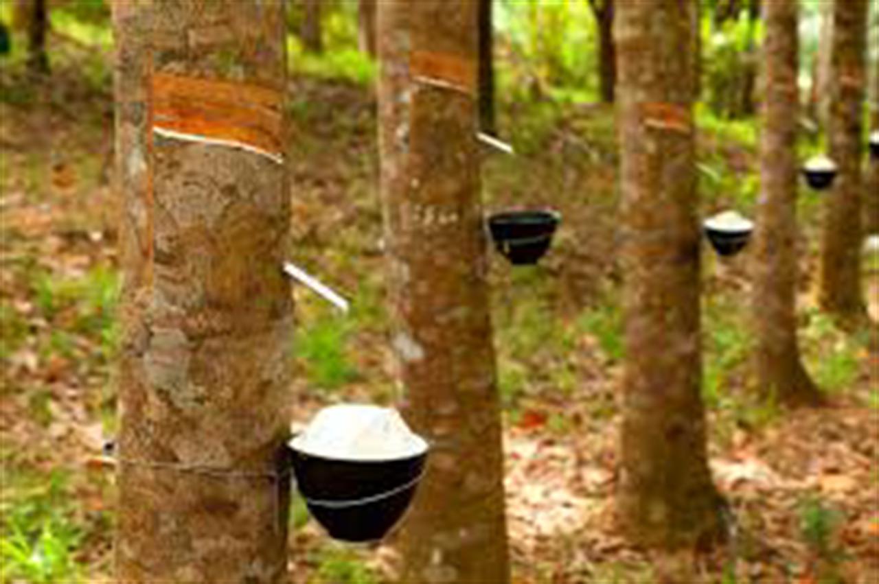 Rubber latex prices up to VND 42 million per ton
