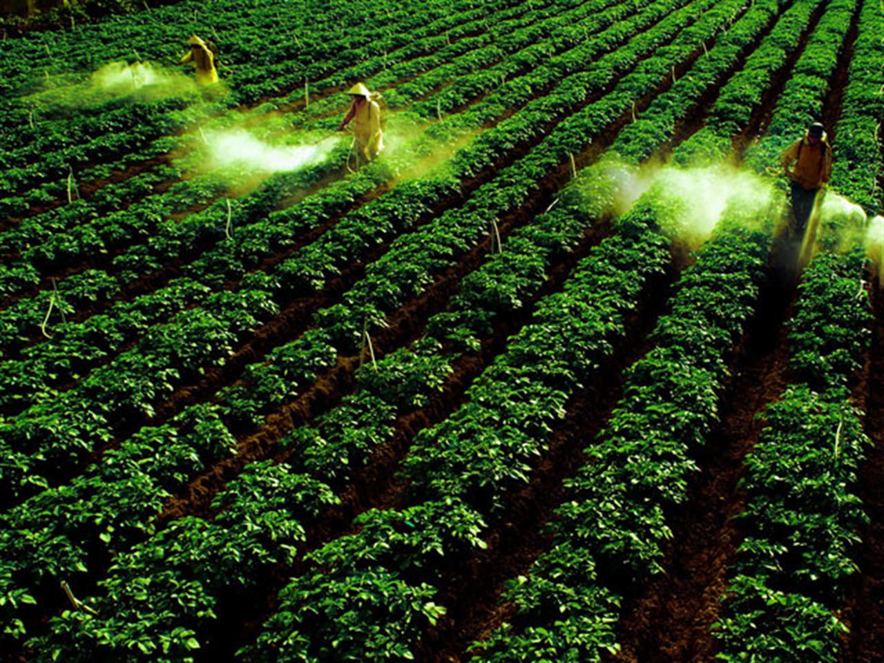 Phân bón Văn Điển trong canh tác nông nghiệp sạch - hữu cơ