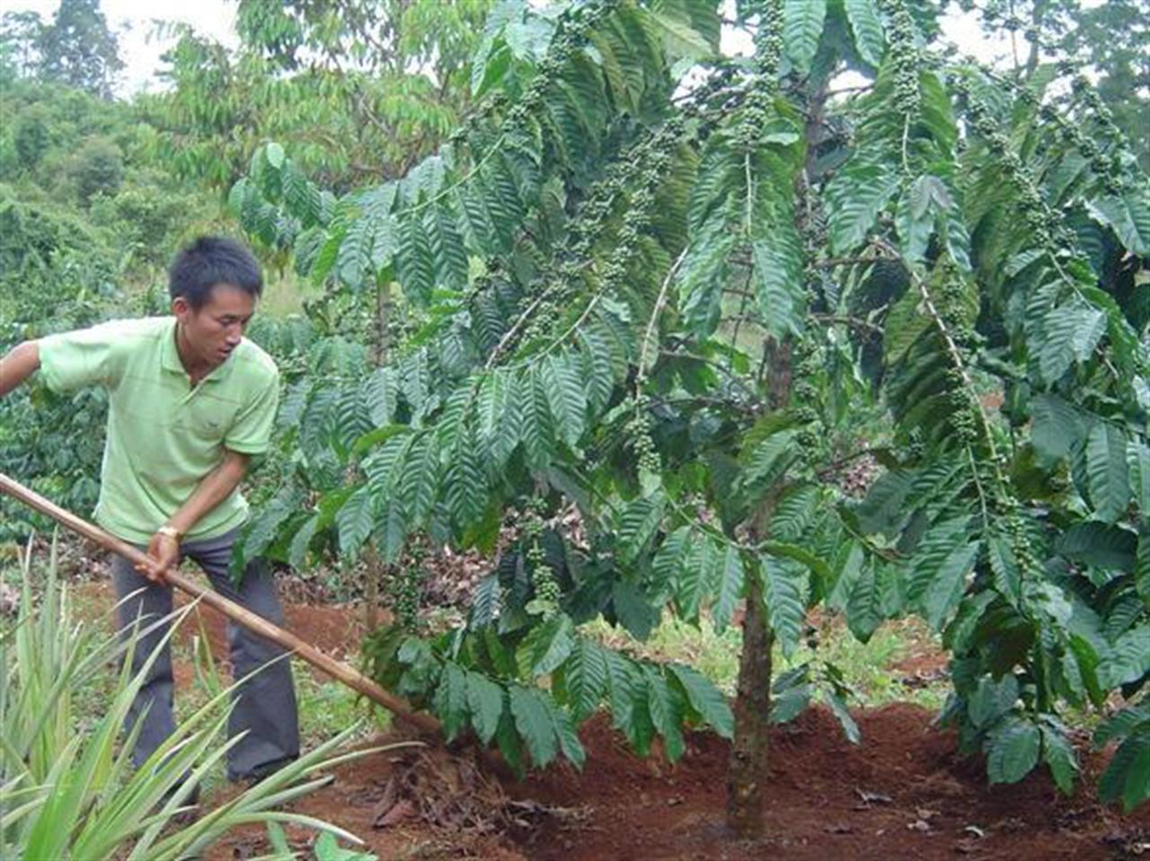 Giá phân bón tăng vọt, nông dân thấp thỏm