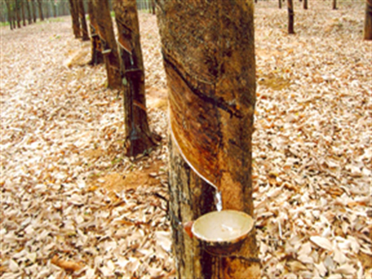 Giá cao su giảm 1%, dự báo tiếp tục đi xuống