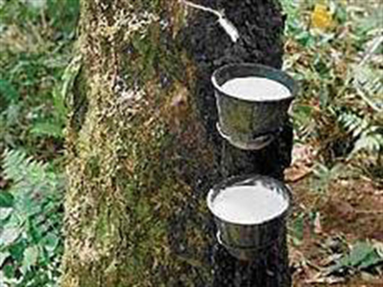 Giá cao su Tocom tăng do kỳ vọng tăng cầu từ Trung Quốc