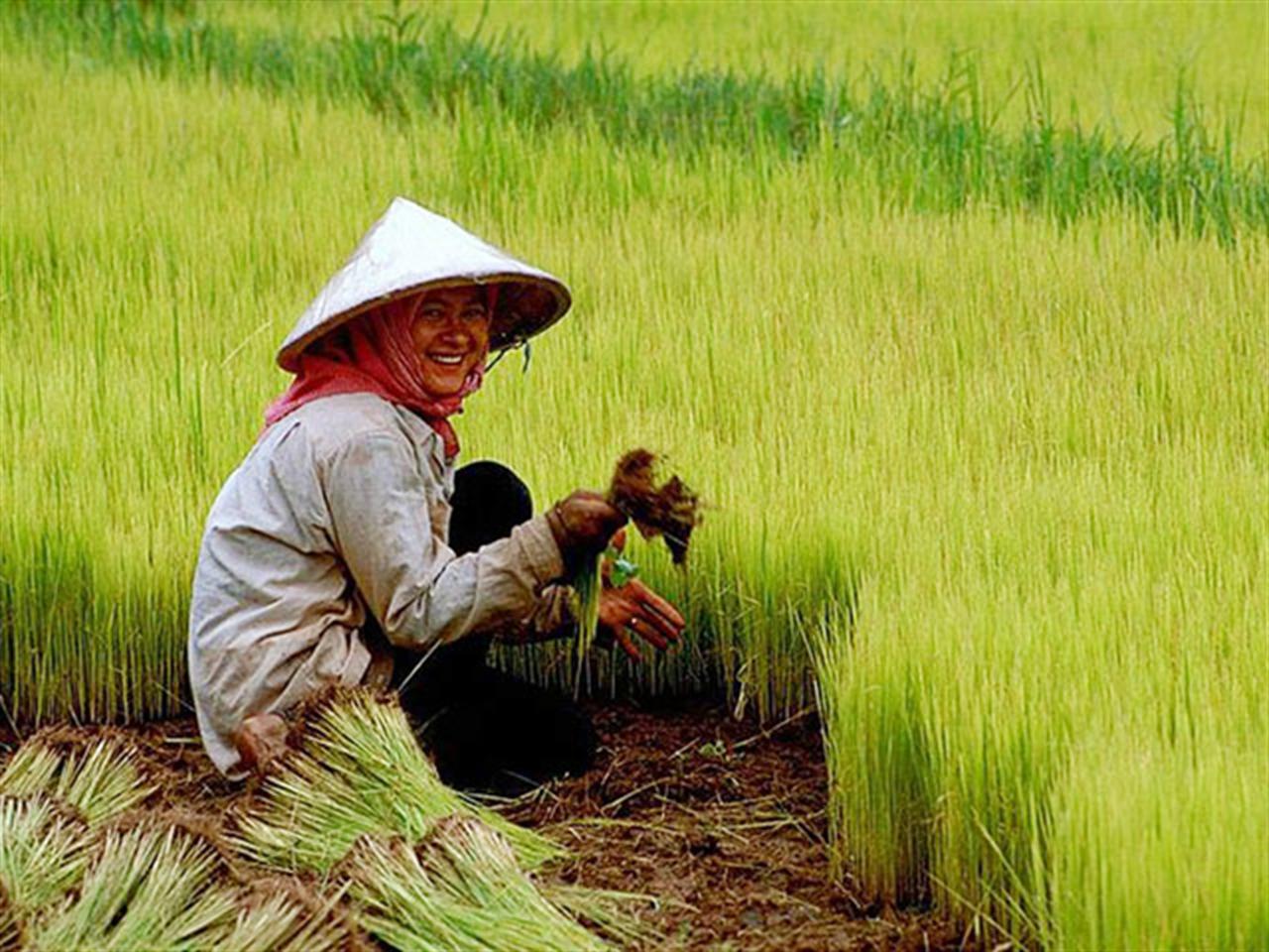 Bón phân Văn Điển trên đất chua, phèn