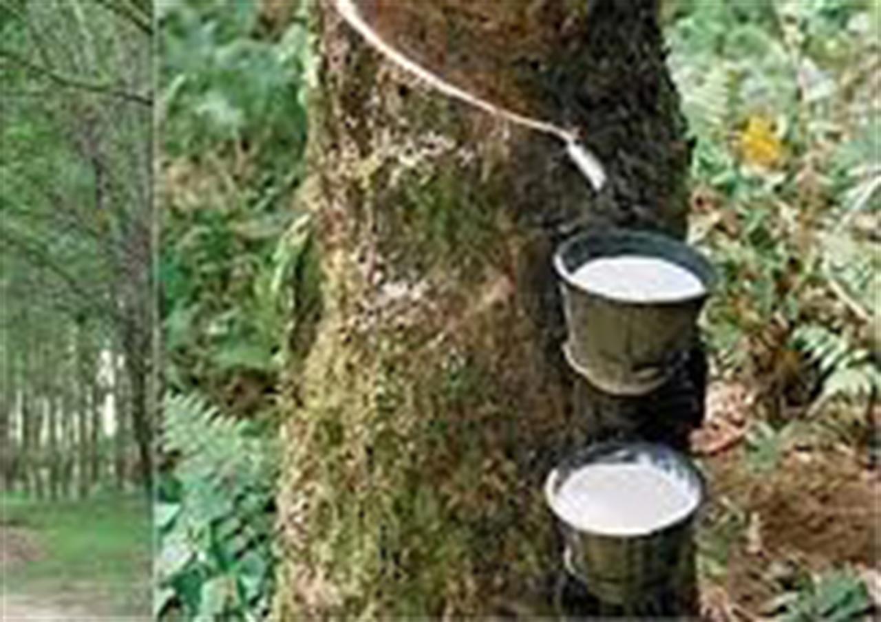 Giá cao su kỳ hạn tại Tokyo ngày 1/6 chạm mức thấp nhất 6 tuần