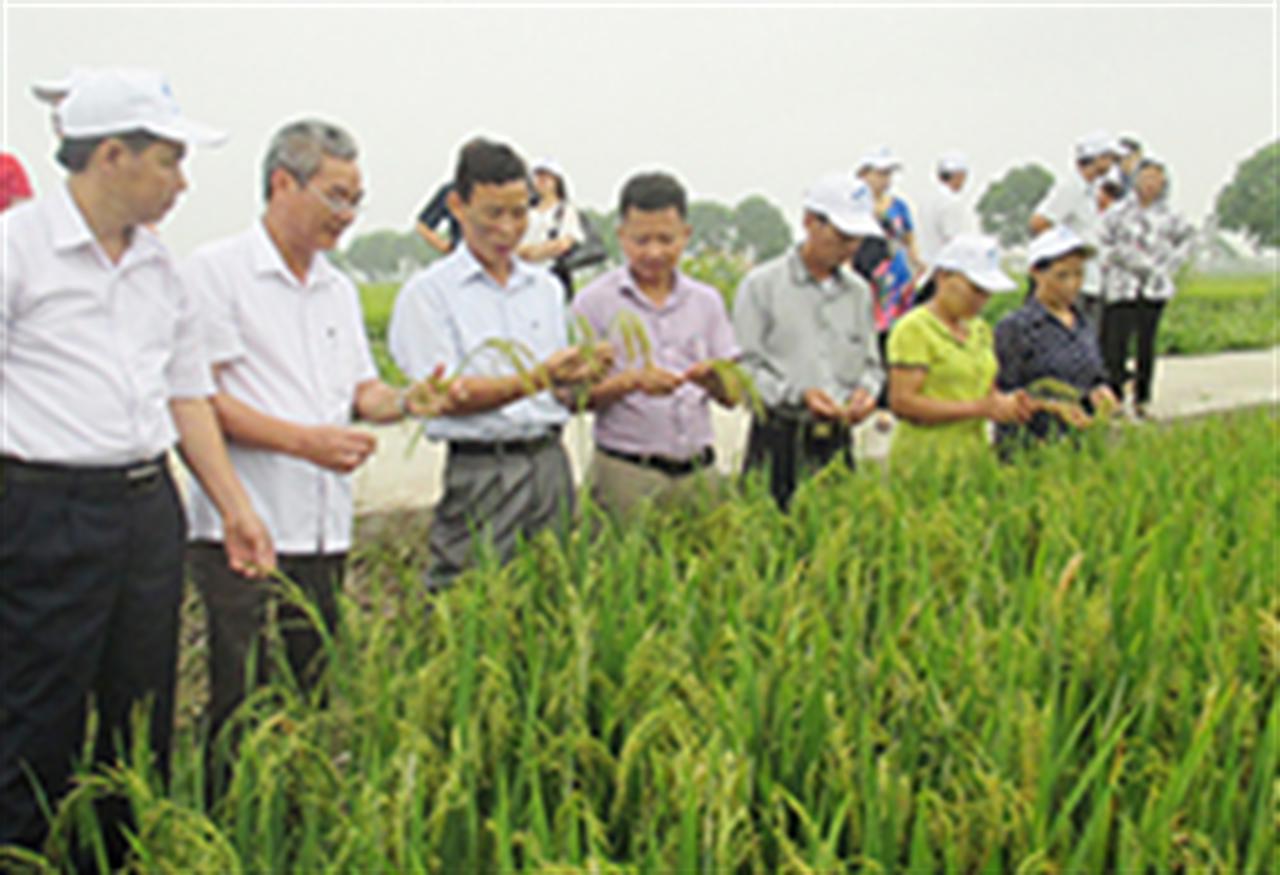 Tổng kết mô hình phân bón Lâm Thao hàm lượng cao trên cây lúa