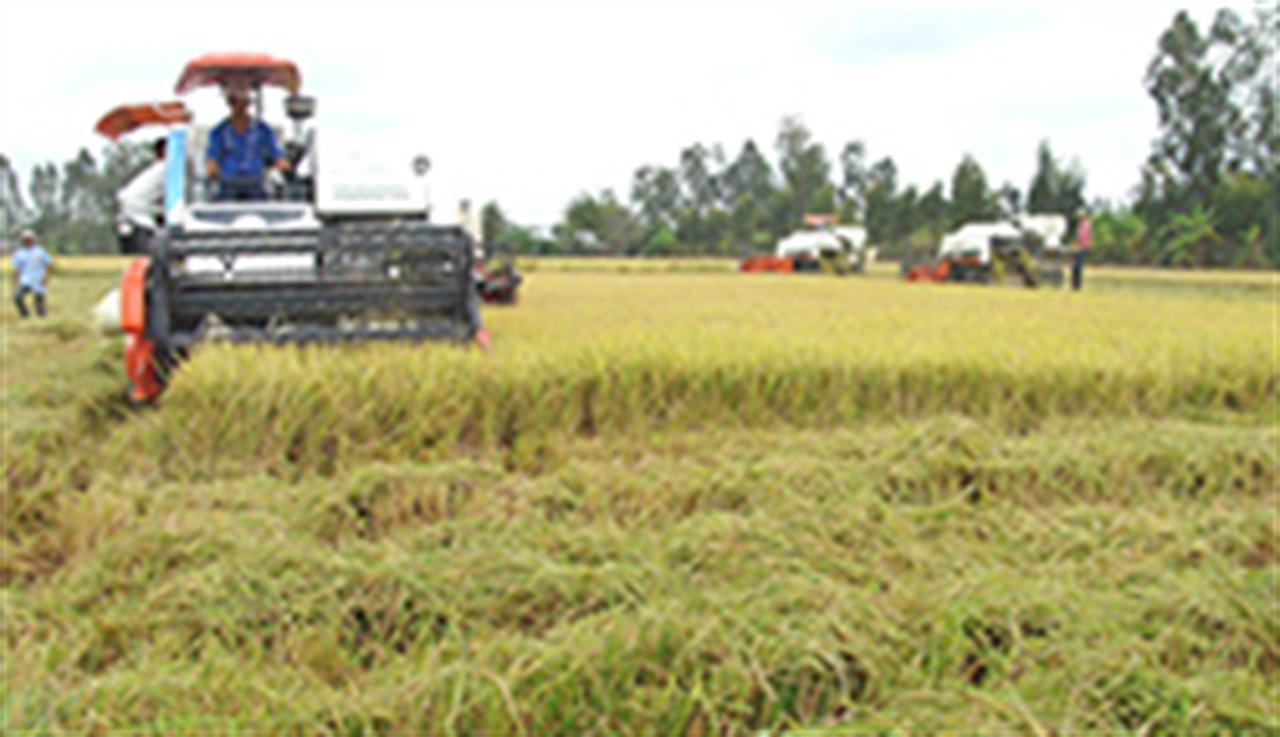 Phân lân nung chảy Ninh Bình giúp trồng lúa tăng lợi nhuận