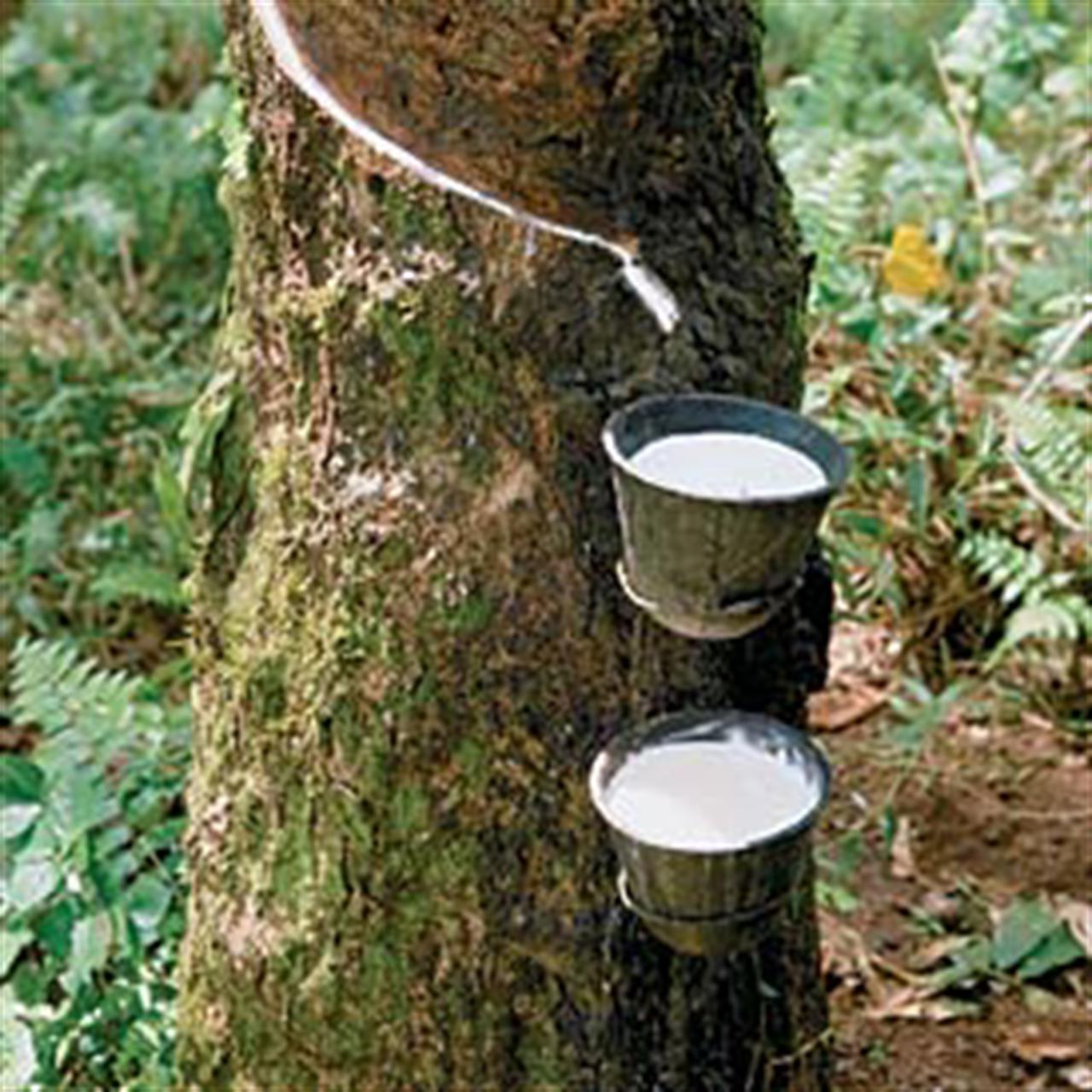 Vietnam to be among top three rubber exporters