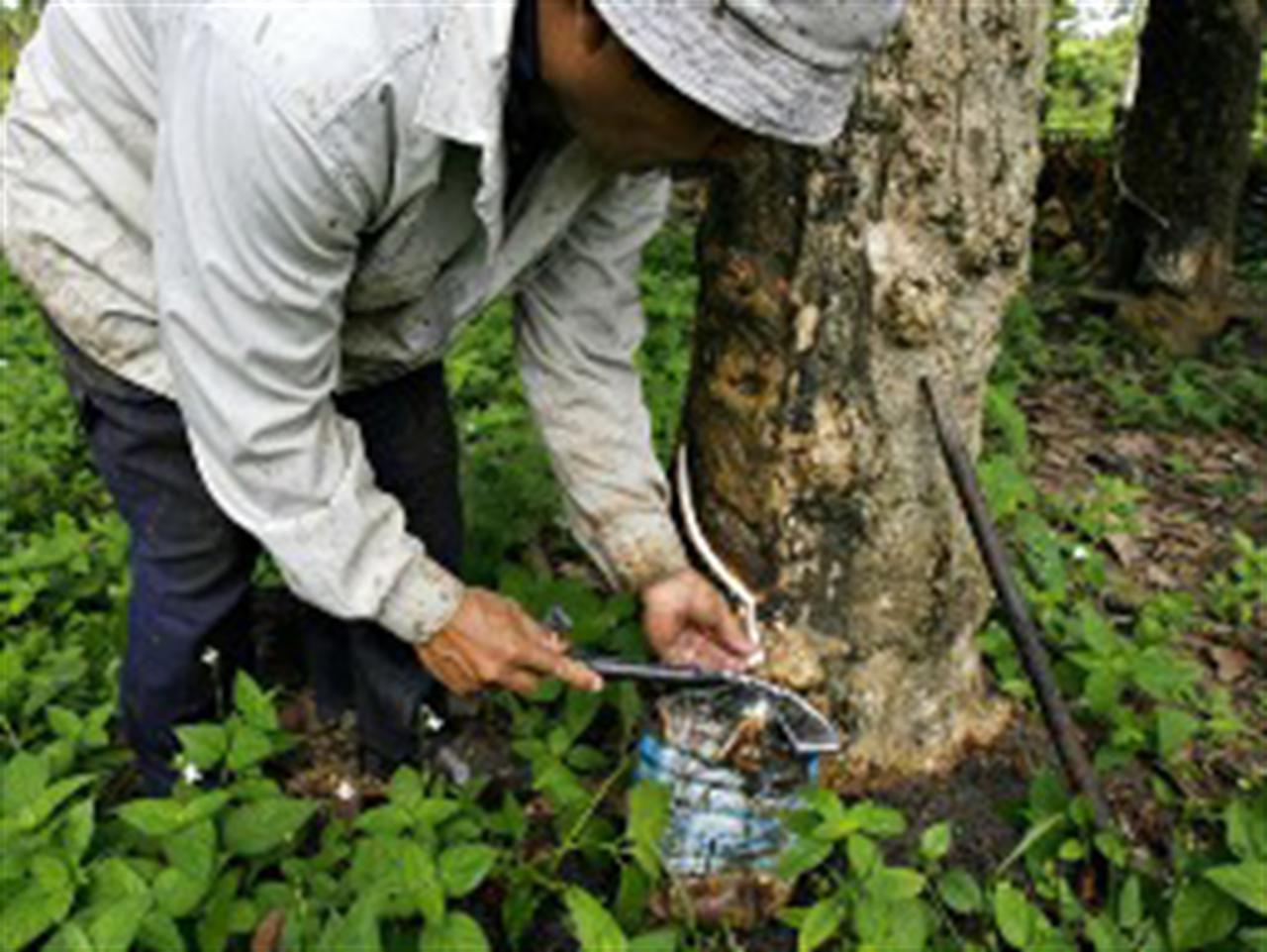 Cao su giảm sau khi giá leo thang trong 6 ngày