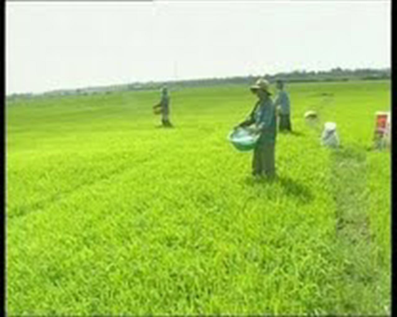 Phân bón tăng giá