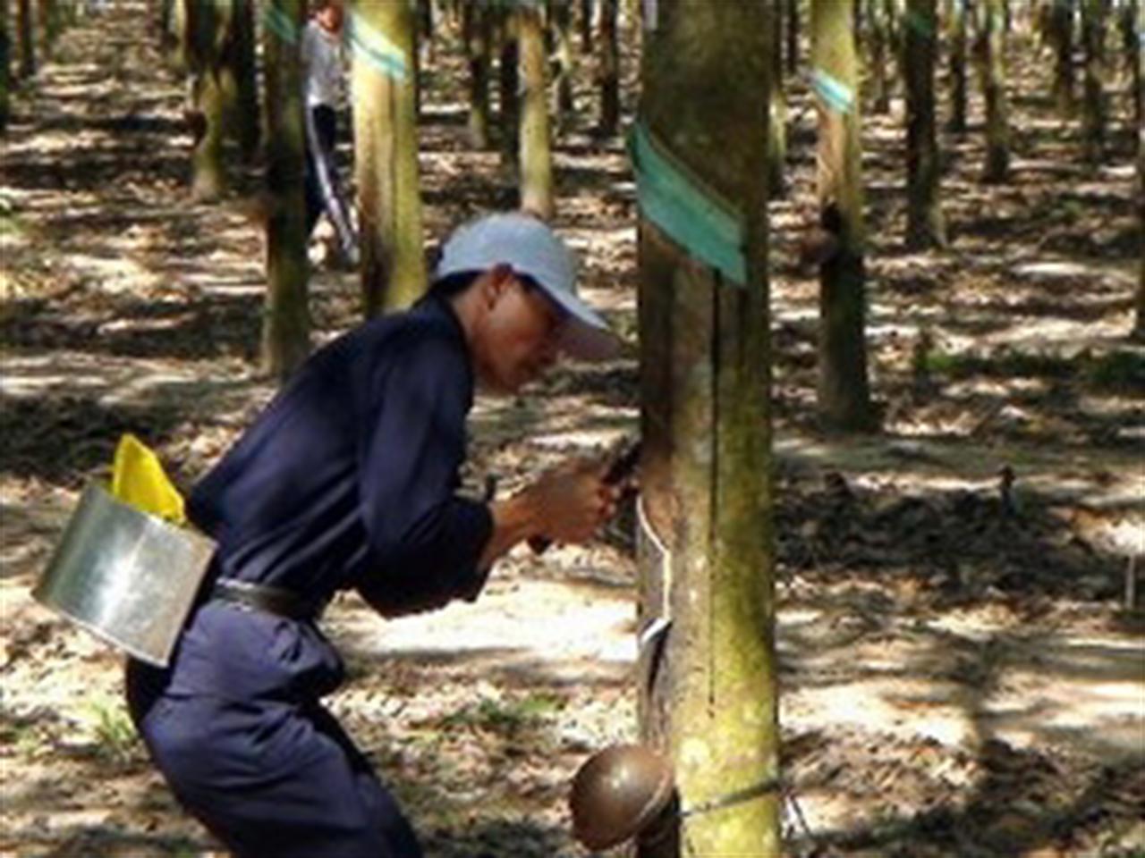 Giá cao su Malaysia ngày 25/3 tăng nhẹ do nguồn cung thắt chặt