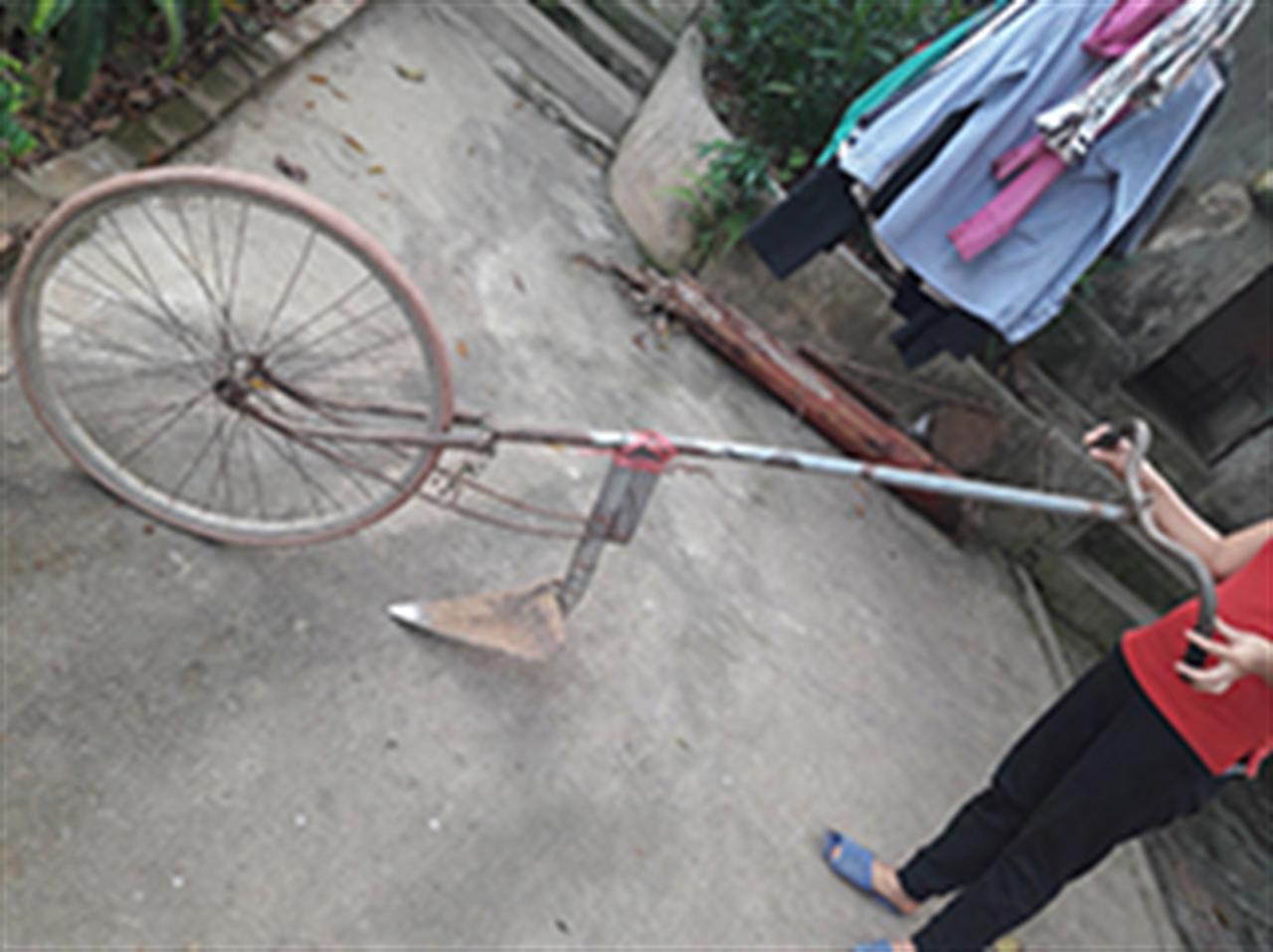 Phân bón Văn Điển: Lựa chọn của người trồng chè Phú thọ