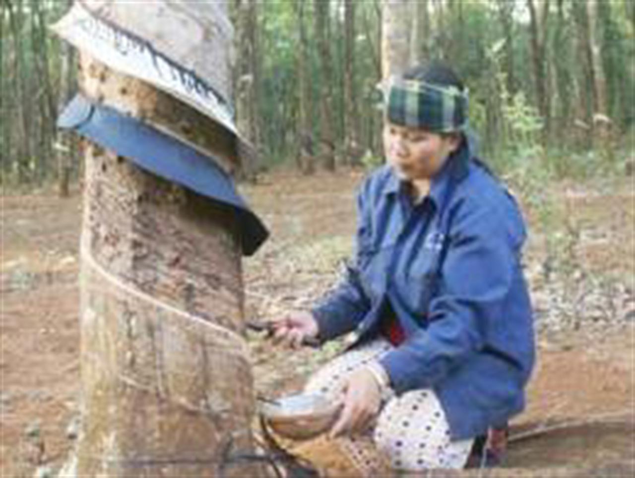 Giá cao su xuất khẩu tăng 3,5% chỉ trong 1 ngày