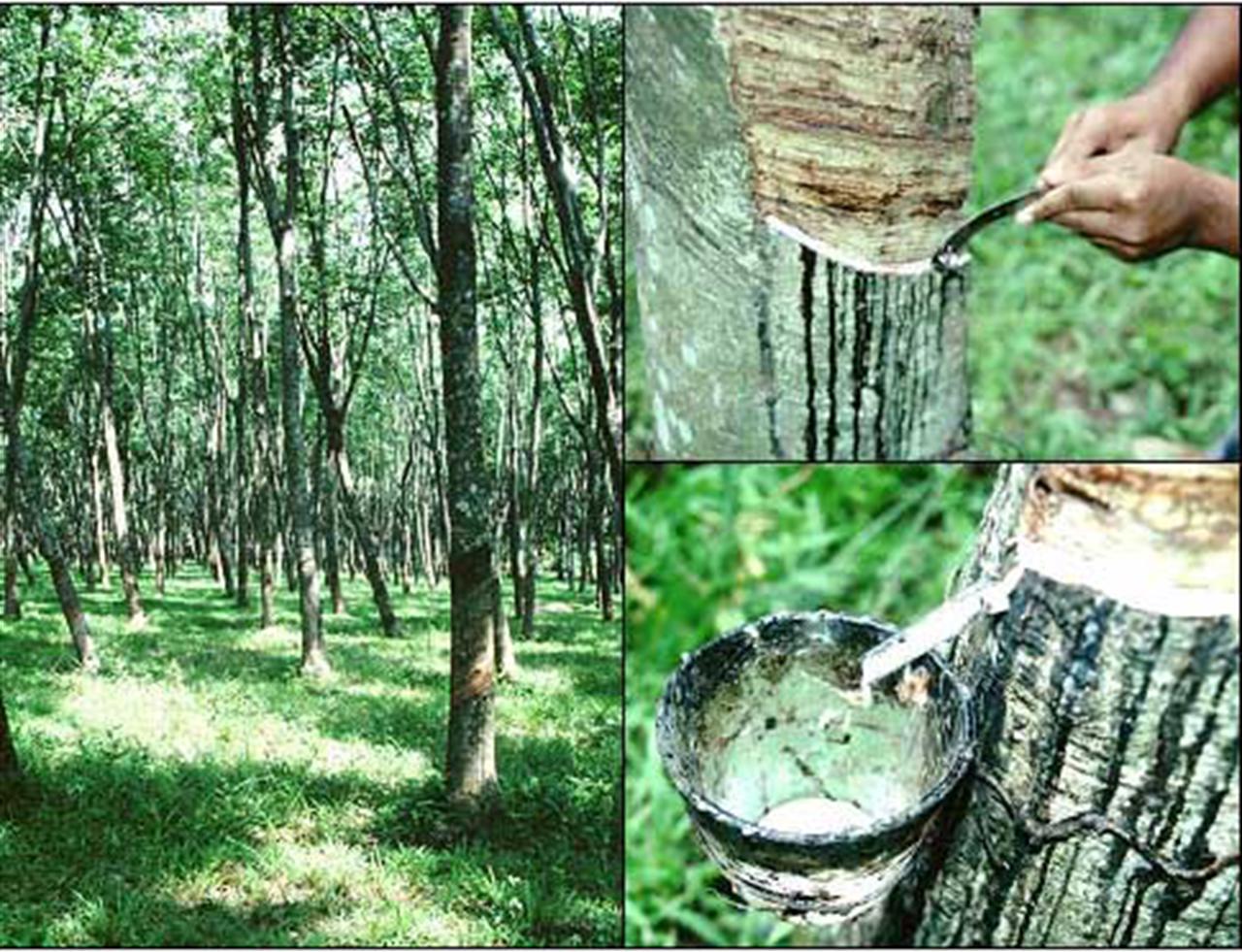 Asian physical rubber prices – July 14