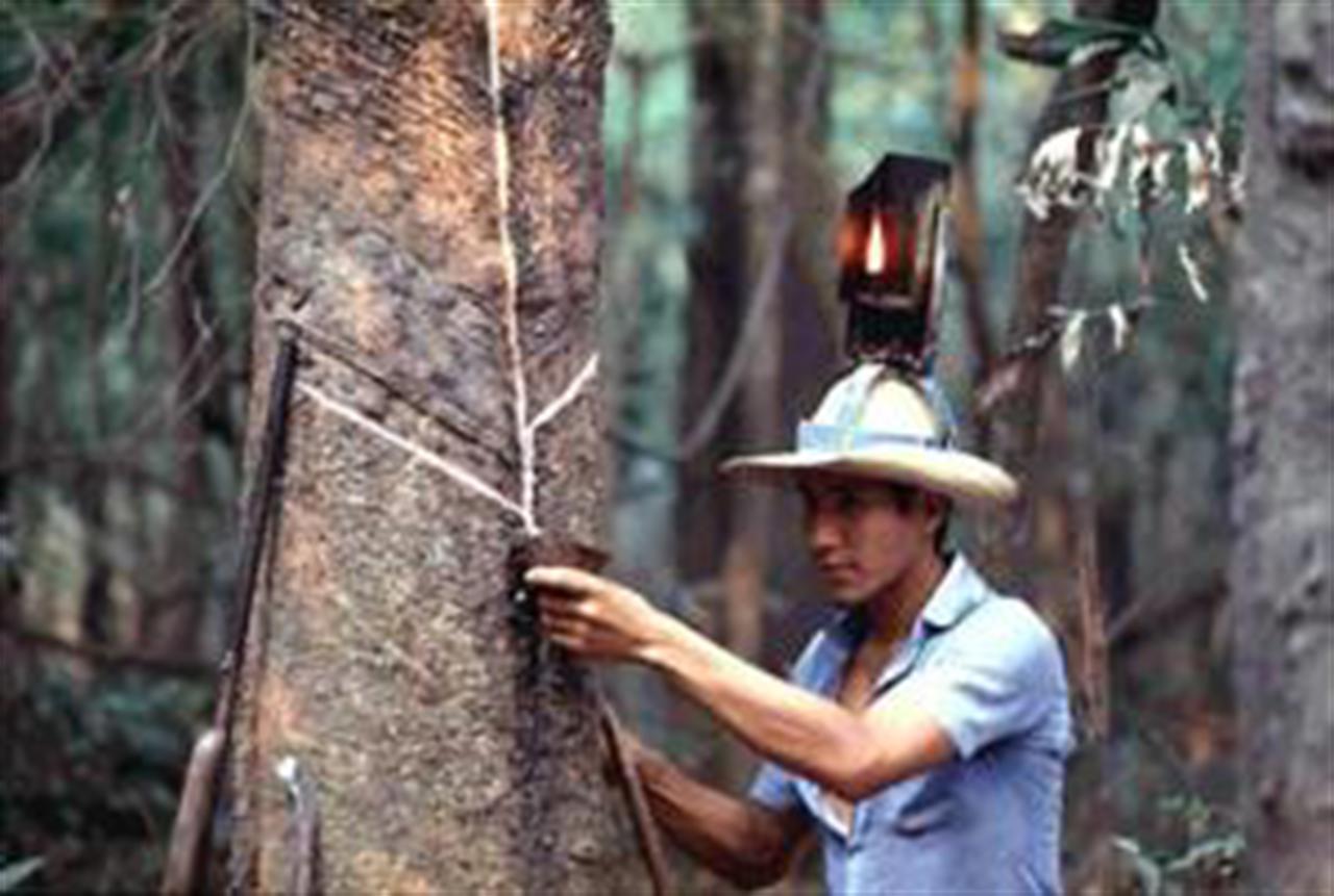 Giá dầu kéo giá cao su tăng 3%, lên cao nhất 1 tuần