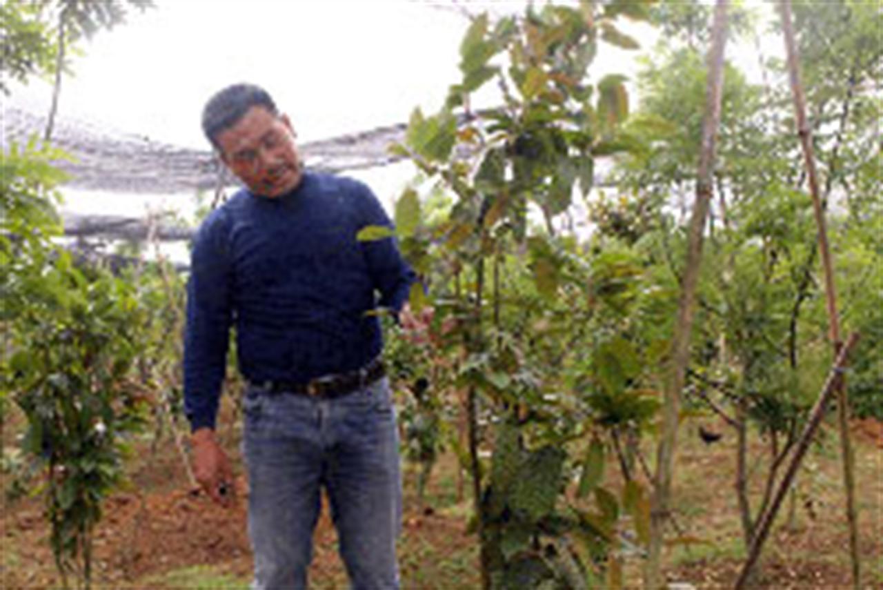 Phân bón Lâm Thao “biến” vùng sỏi đá thành vườn dược liệu