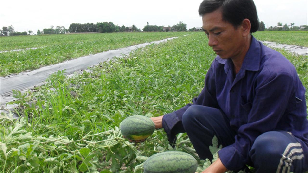 Phân bón dỏm biến thành “xịn”