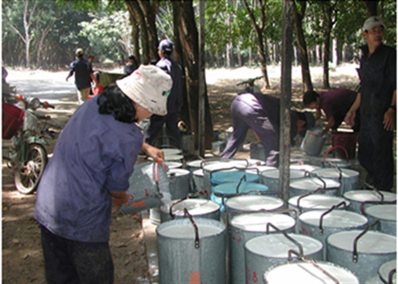 Giá cao su giảm sau nhiều ngày tăng mạnh