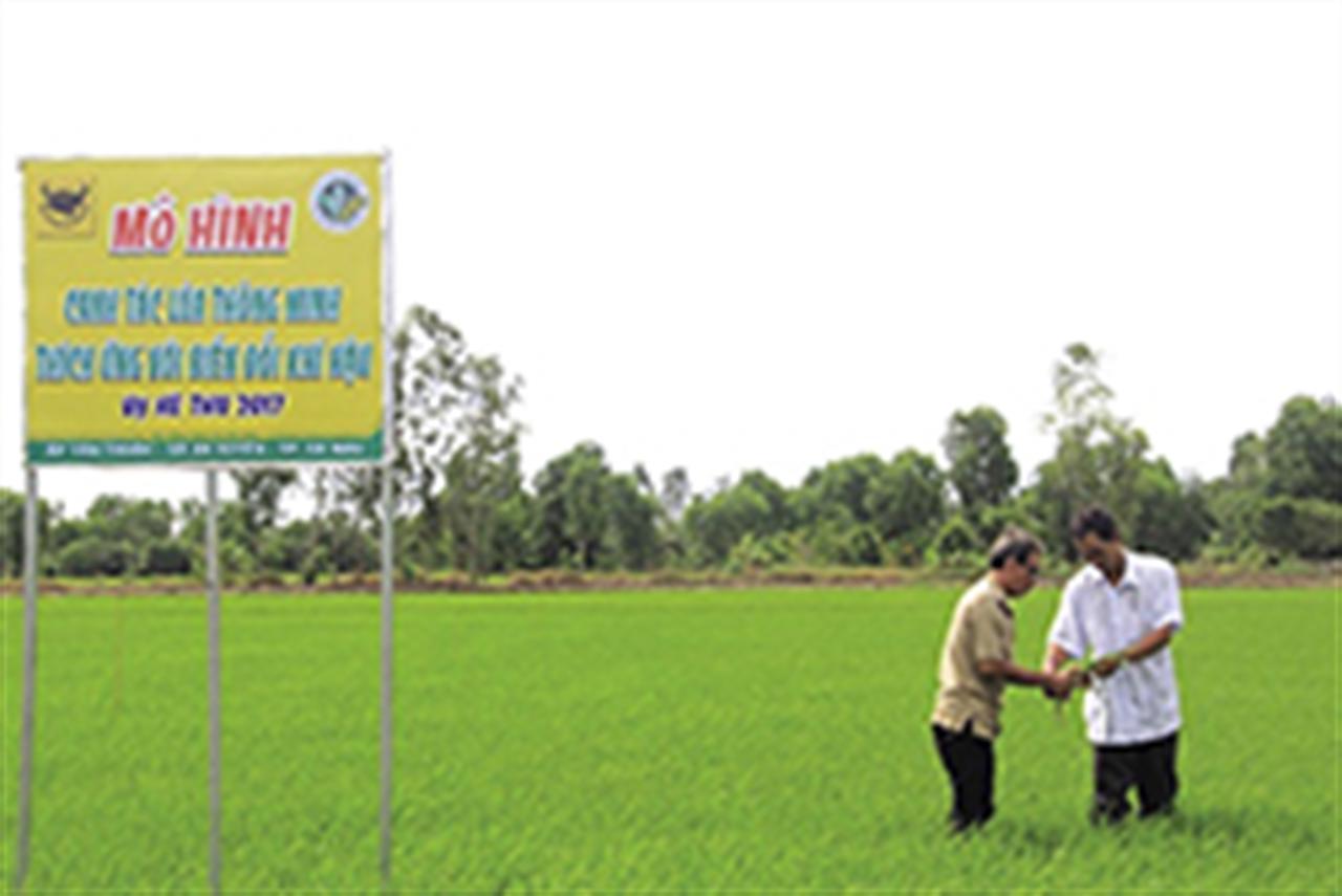 Phân bón "Đầu trâu" đồng hành cùng nông dân sản xuất lúa thông minh