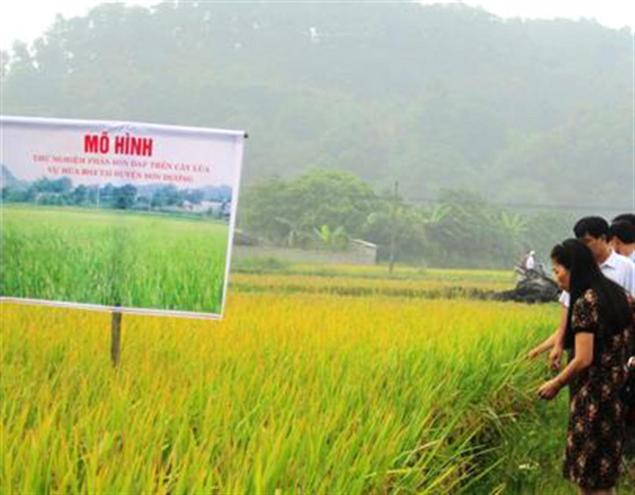 “Thử lửa” phân bón DAP Đình Vũ