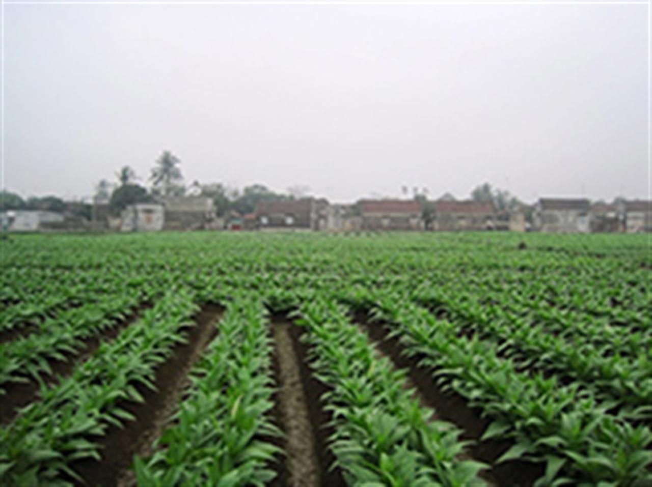 Bón NPK Văn Điển cho cây thuốc lào